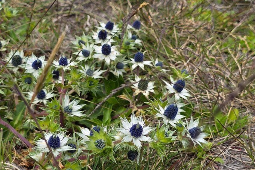 Wild flowers 2