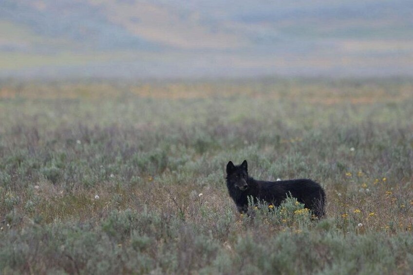 A black dog standing in a field with sparse vegetation and a cloudy sky in the background. 3