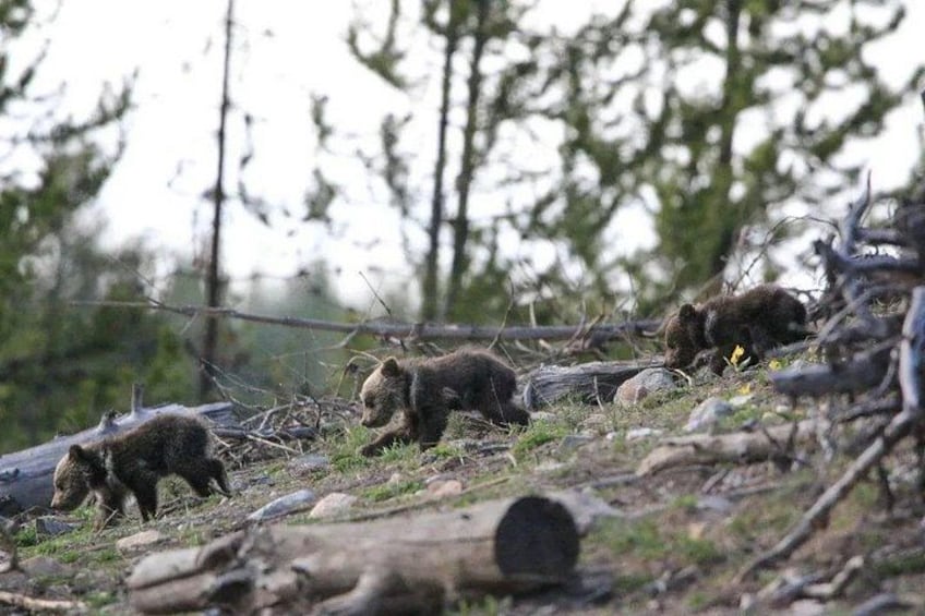 Un grupo de osos en un área boscosa con troncos y árboles caídos. 3