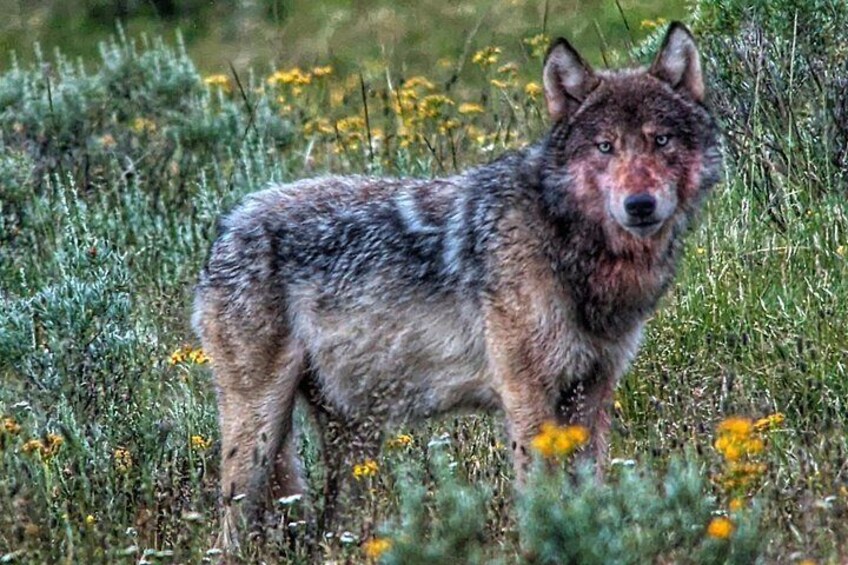 Yellowstone in a Day Private Guided Tour 3
