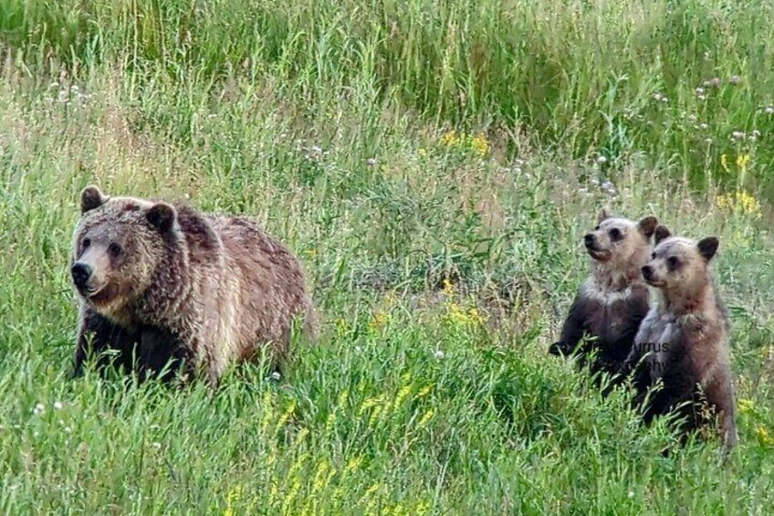 Yellowstone in a Day Private Guided Tour 4