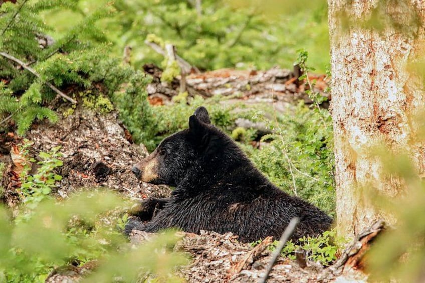 Un oso negro descansando cerca de un árbol en una zona boscosa. 2