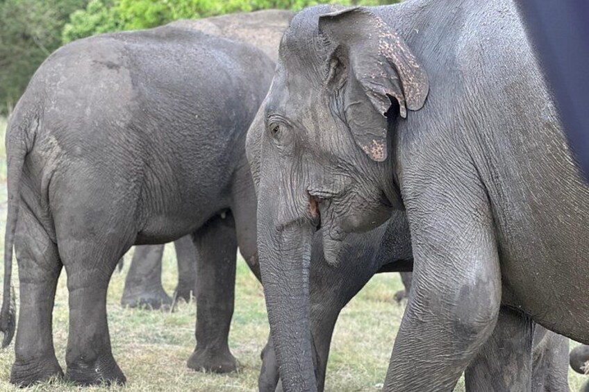 Two elephants standing in a grassy area with trees in the background. 2
