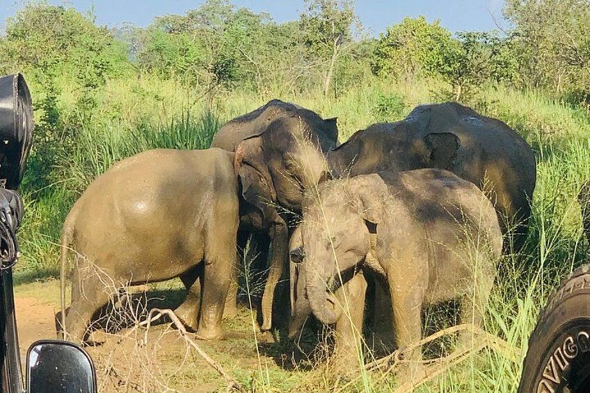 Elephants in a grassy area with trees in the background. 4