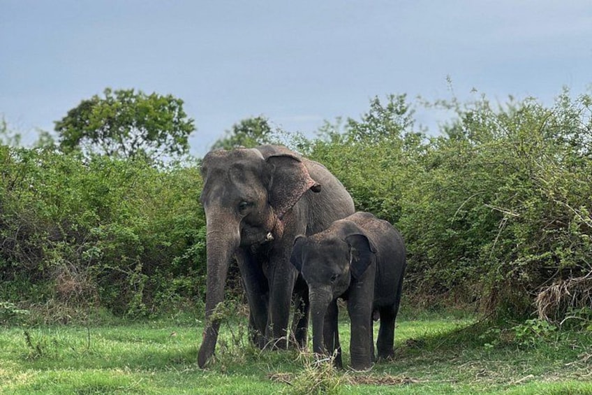 Three elephants in a grassy field with dense green foliage in the background. 1