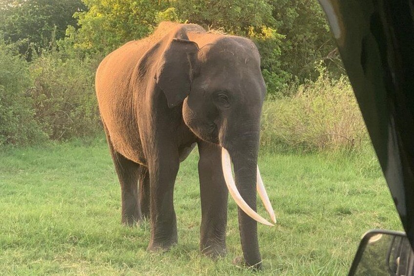 An elephant with tusks standing in a grassy field. 5