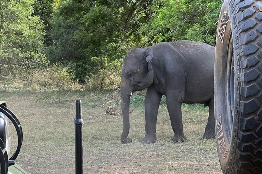 An elephant in a grassy area with trees in the background. 3