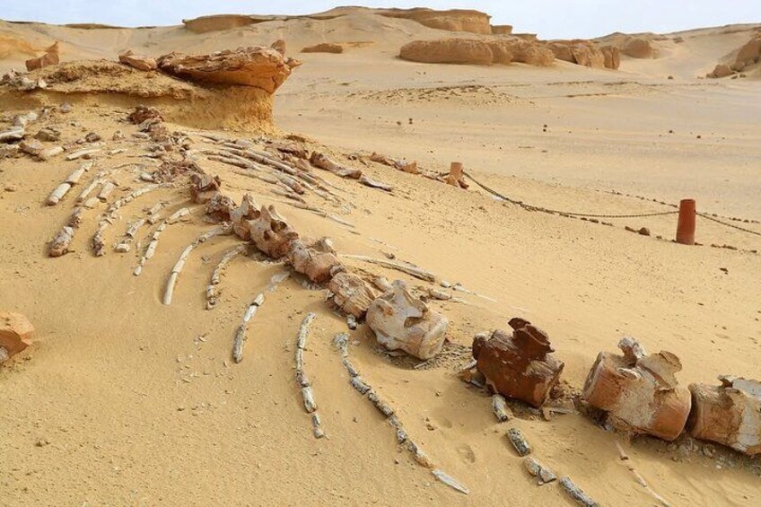 Fayoum Oasis Safari 4×4 Wadi El Rayan & Valley of the whales 5
