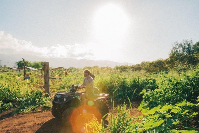 Oahu Beachfront ATV Adventure and Farm Tour 4
