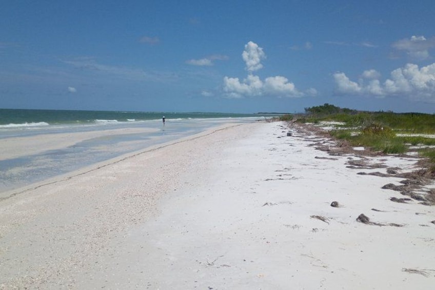 5-Hour Private Clearwater Adventure – Islands & Wildlife 2
