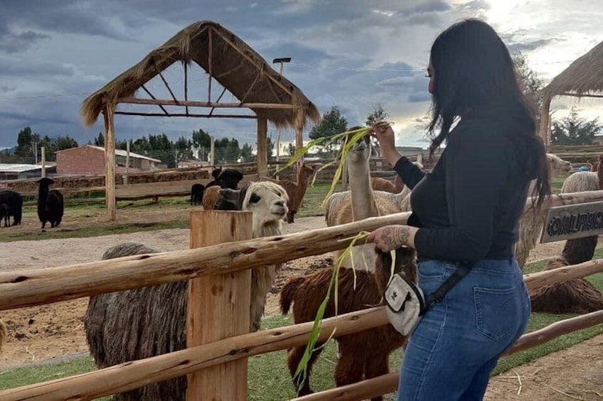A person feeding llamas in a fenced area with a thatched-roof structure in the background. 5