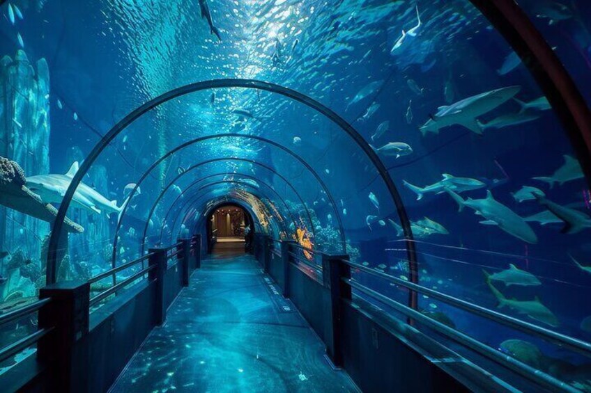 Un tunnel sous-marin aux parois de verre, entouré de différentes espèces de poissons. 2