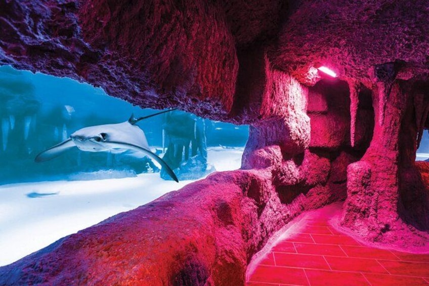 Une grotte sous-marine où nage un requin, éclairée de lumières rouges, et dotée d’un chemin pavé. 3