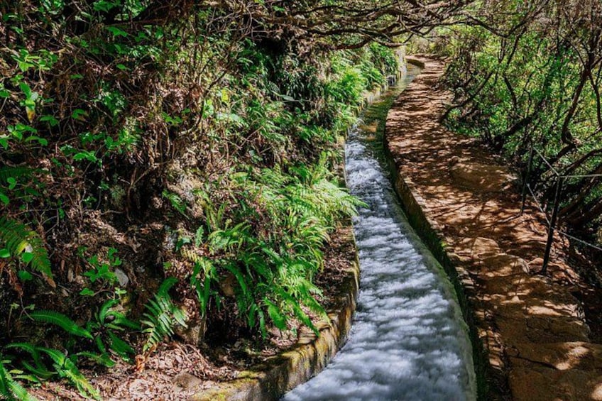 A narrow stream flowing through a forested area with dense vegetation on both sides. 4