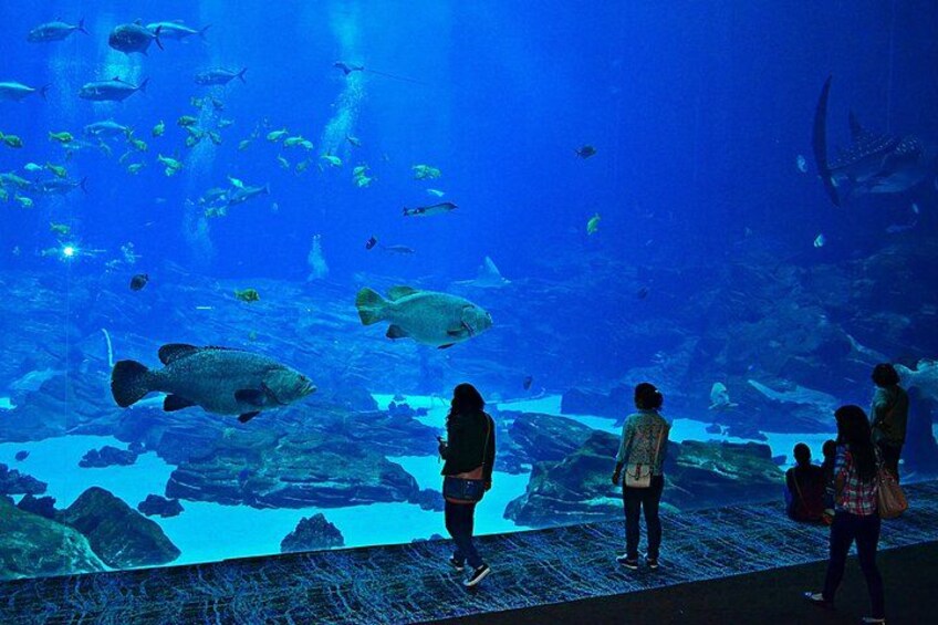 Ein Aquarium mit großen Fischbecken, Besuchern, die die Fische betrachten, und einer felsigen Unterwasserlandschaft. 5