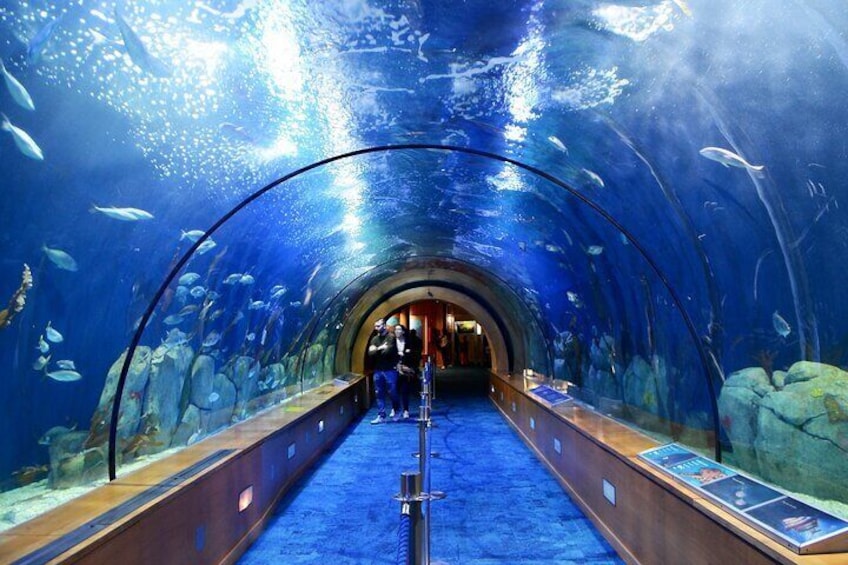 Istanbul Aquarium Adventure with Hotel Transfer 3