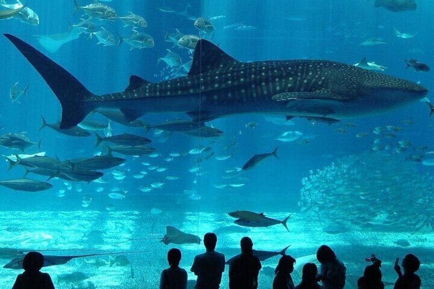 Istanbul Aquarium Adventure with Hotel Transfer 1