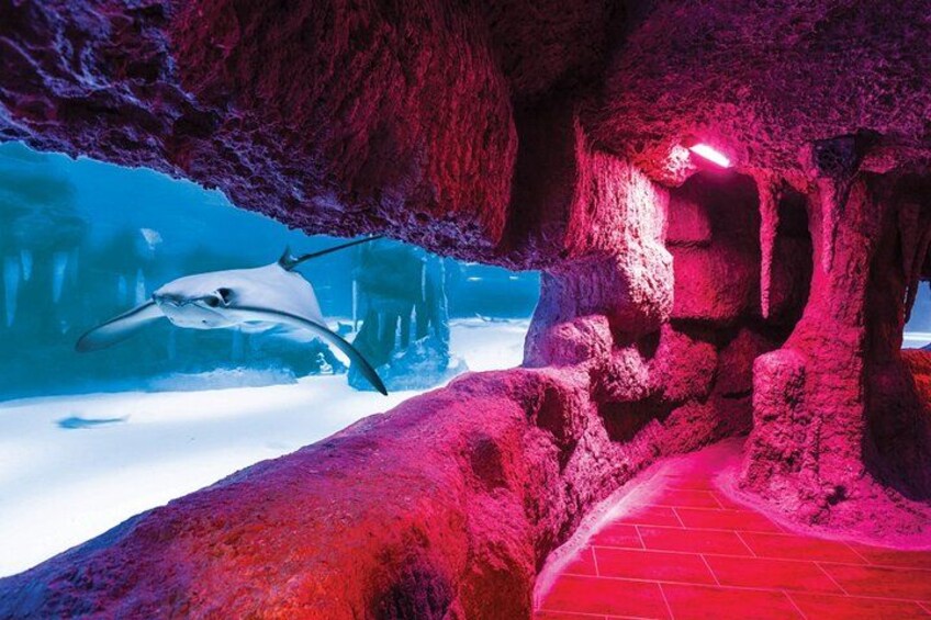 Eine Höhle mit roter Beleuchtung und einem Delfin im Hintergrund. 2