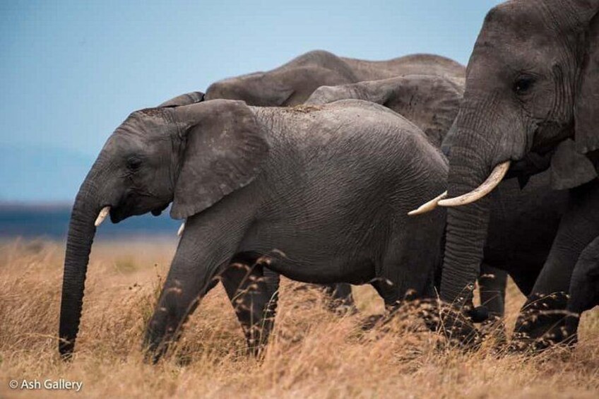 A group of elephants in a grassy field with a clear sky in the background. 5