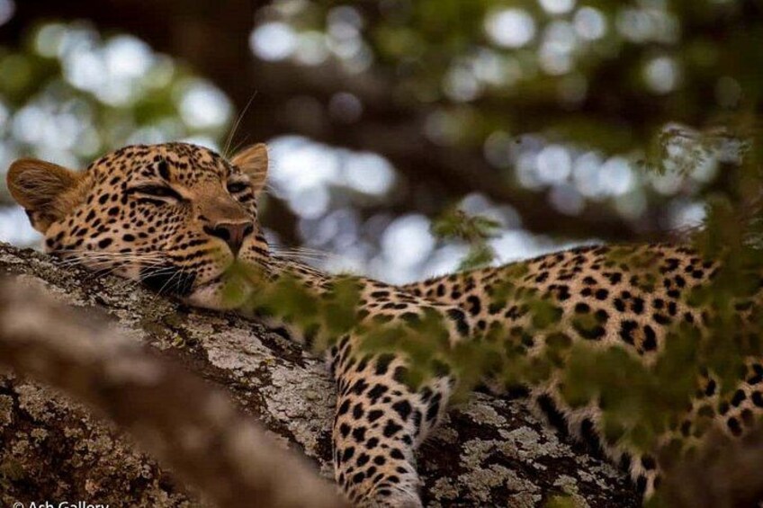 A leopard resting on a tree branch in a forested area. 2