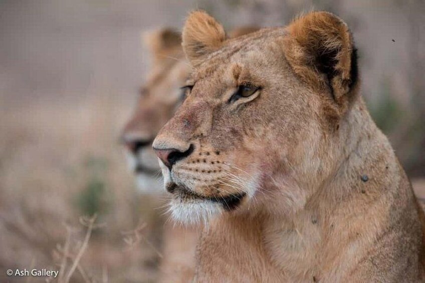 A lion with a focused gaze, surrounded by dry grass and a blurred background. 3
