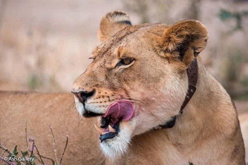 A lion with a collar, a pink tongue, and a blurred background. 4