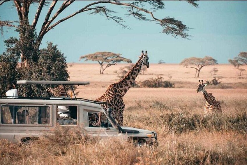 A safari vehicle, giraffes, and a savannah landscape with trees. 1