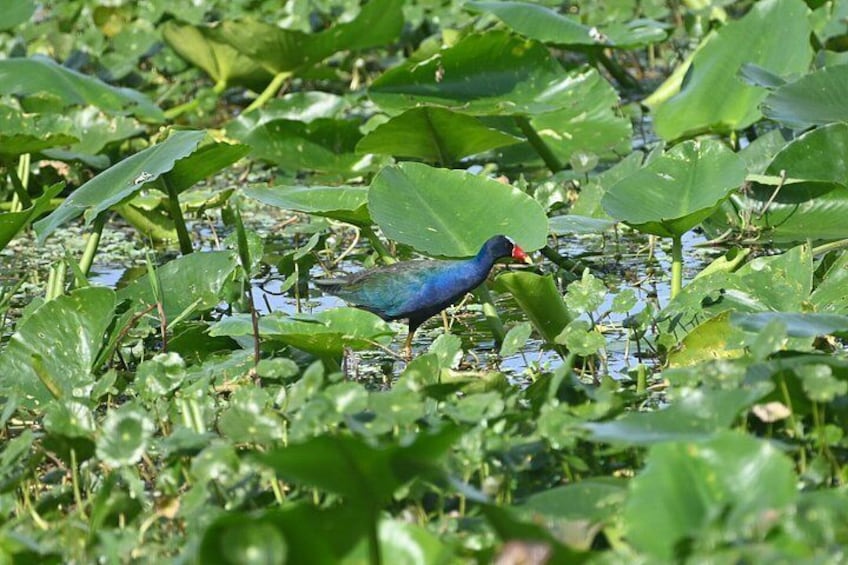 Orlando Wildlife Safari Hike with a Wildlife Photographer 4