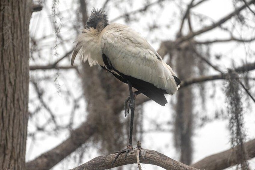 A bird perched on a branch. 4