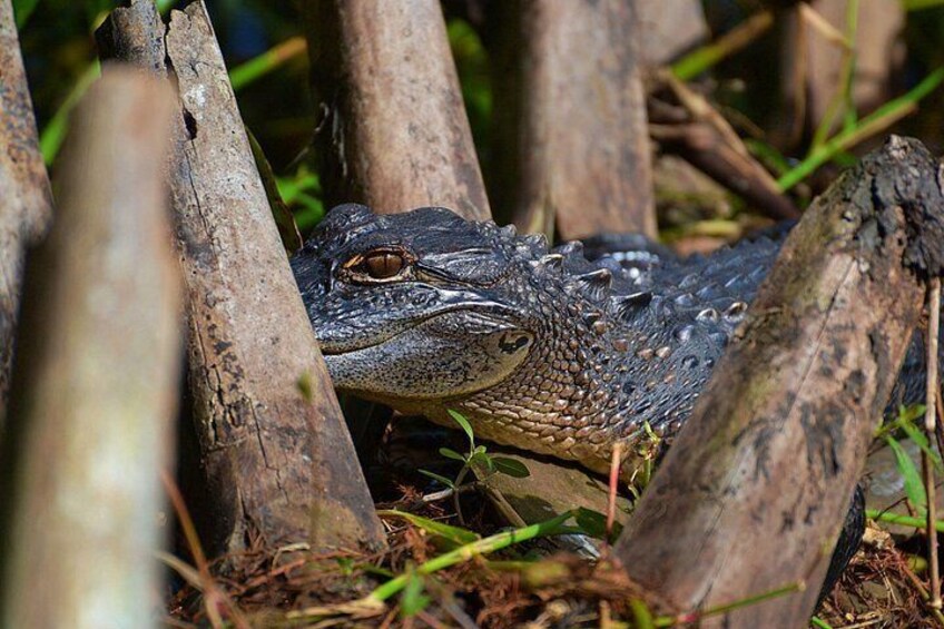 Alligator 2