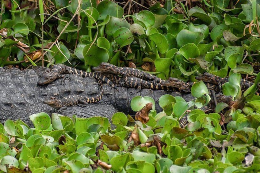 Hatchling Gators on their mother 3