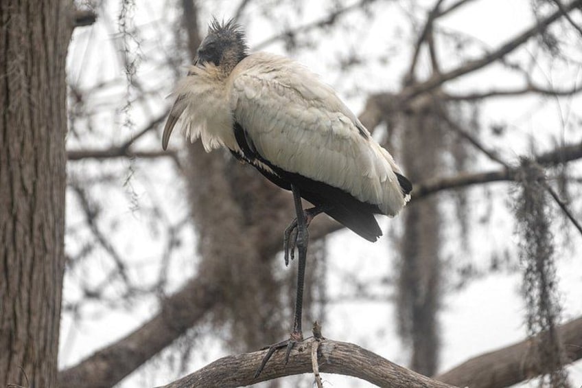 Orlando Wildlife Safari Hike with a Wildlife Photographer 5