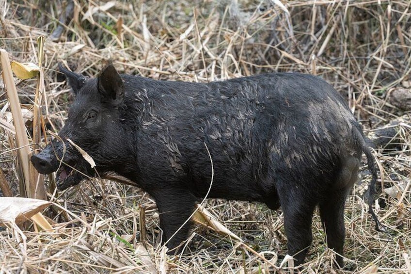 Orlando Wildlife Safari Hike with a Wildlife Photographer 5