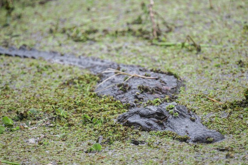 Orlando Wildlife Safari Hike with a Wildlife Photographer 2