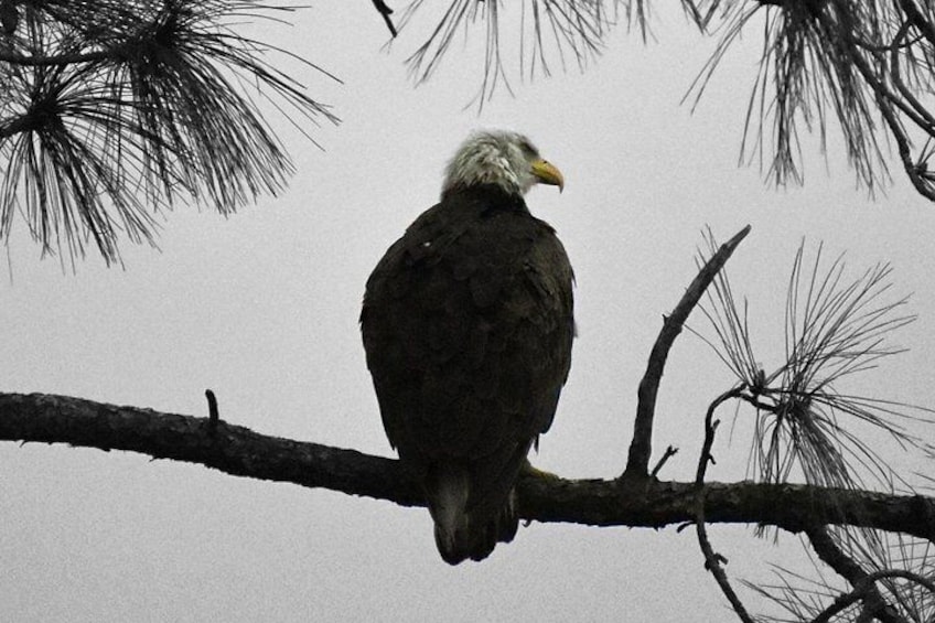 Bald Eagle 5