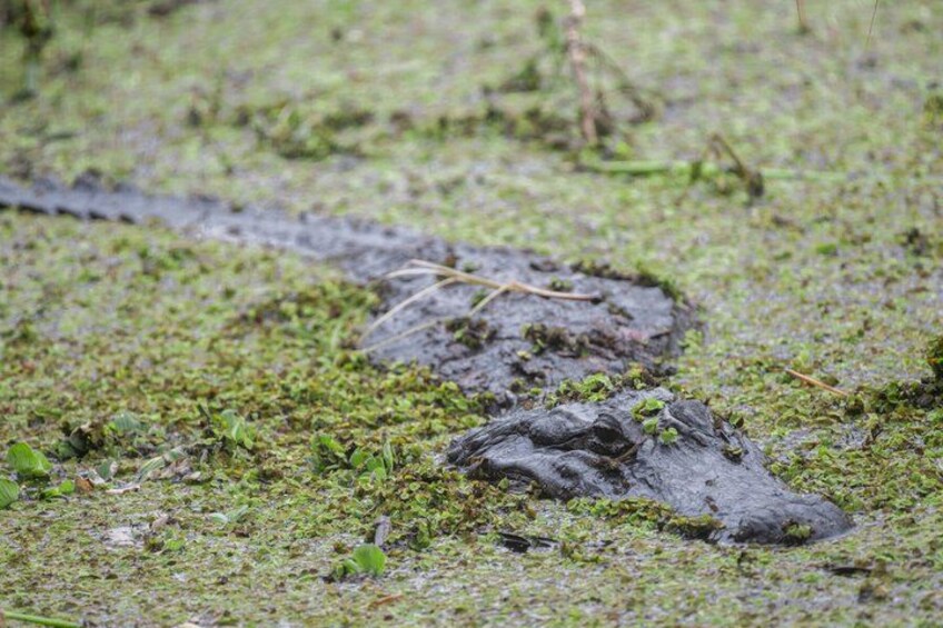 A muddy terrain with water and vegetation. 2
