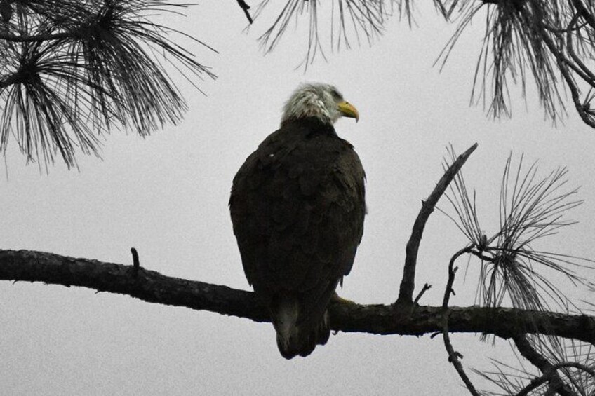 A bald eagle perched on a branch. 5