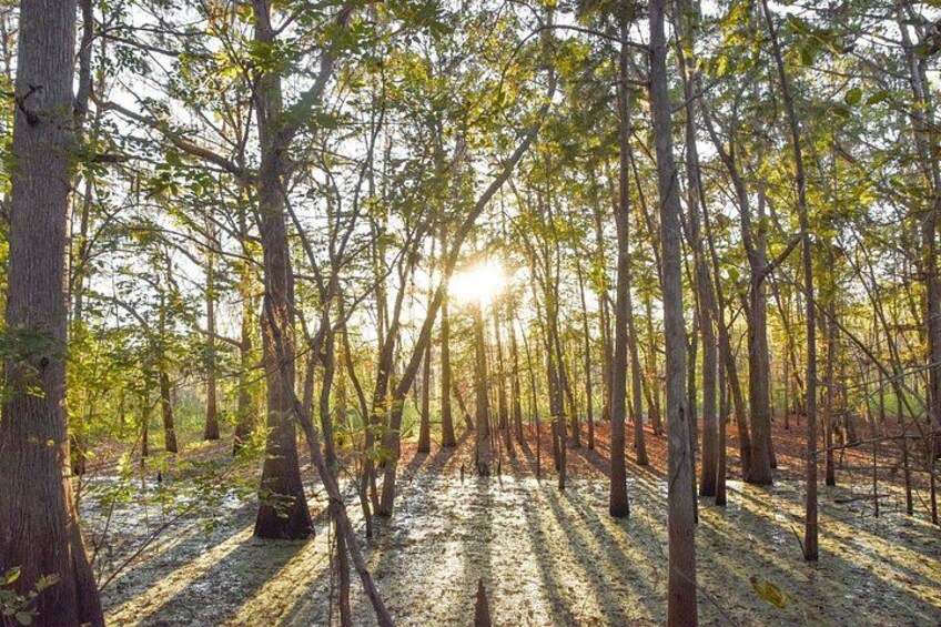 Orlando Wildlife Safari Hike with a Wildlife Photographer 3