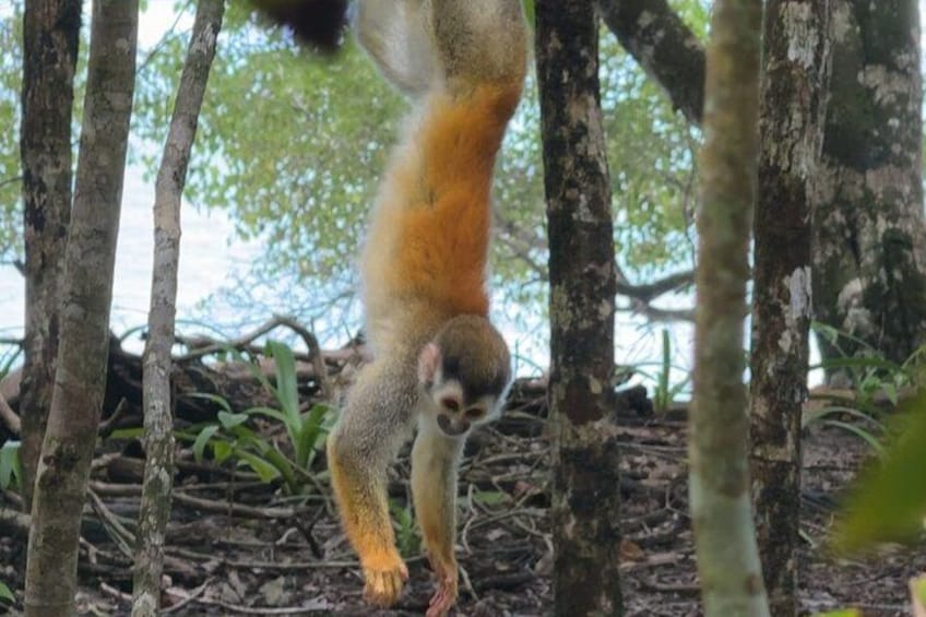 A monkey hanging from tree branches in a forested area. 2