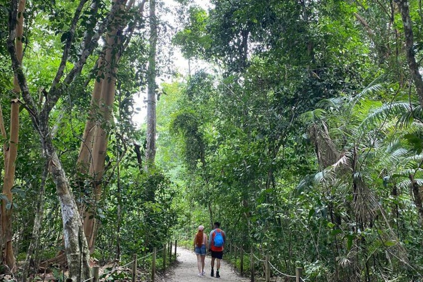A forested hiking trail with dense foliage and tall trees. 3