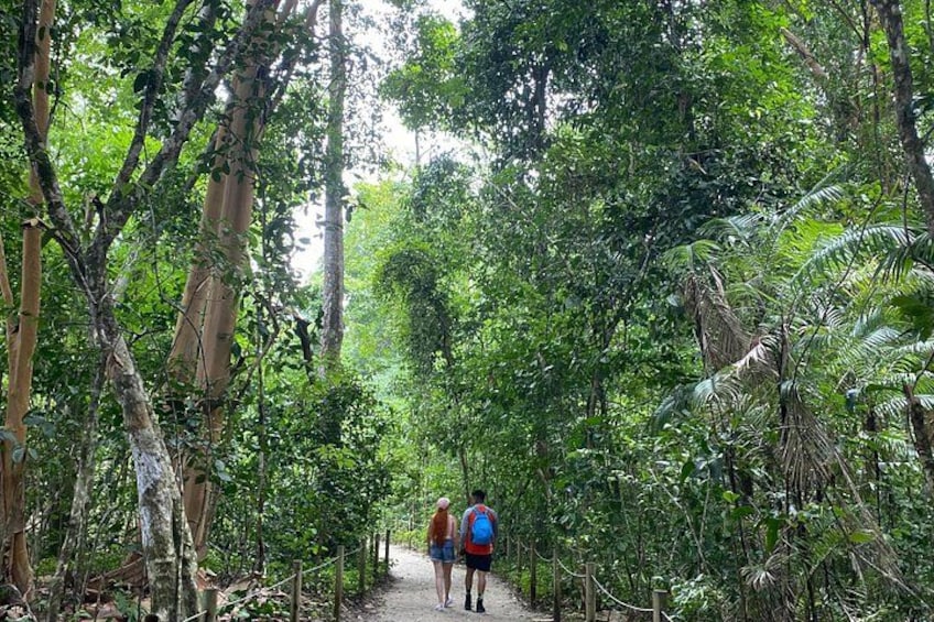A forested trail with two hikers. 3