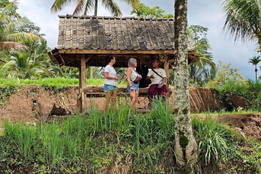Lombok Private Trip: 4 Waterfalls, Rice Fields & Jungle Trek 5