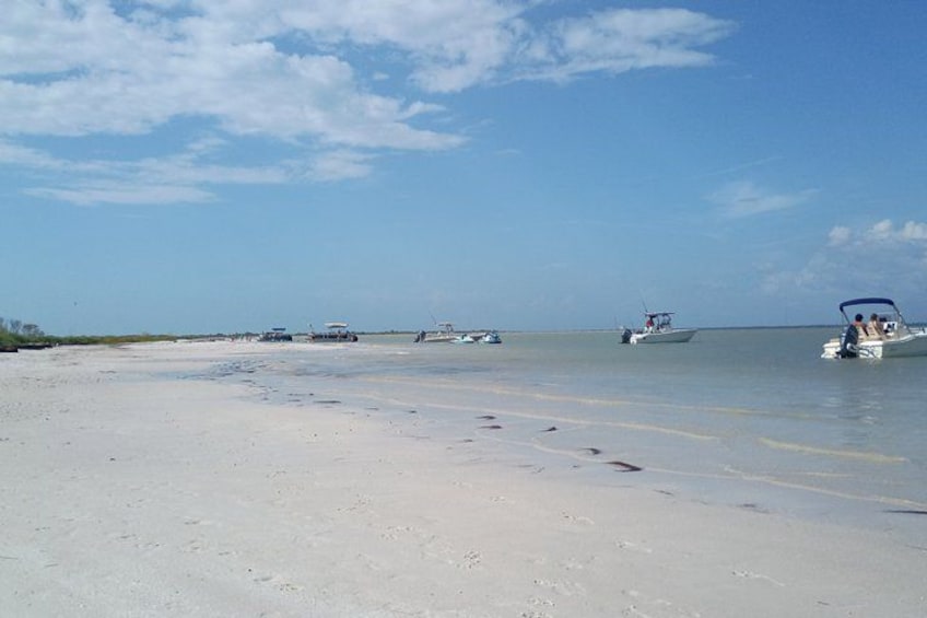 3-Hour Private Clearwater Beach Adventure – Dolphins & Sandbars 4