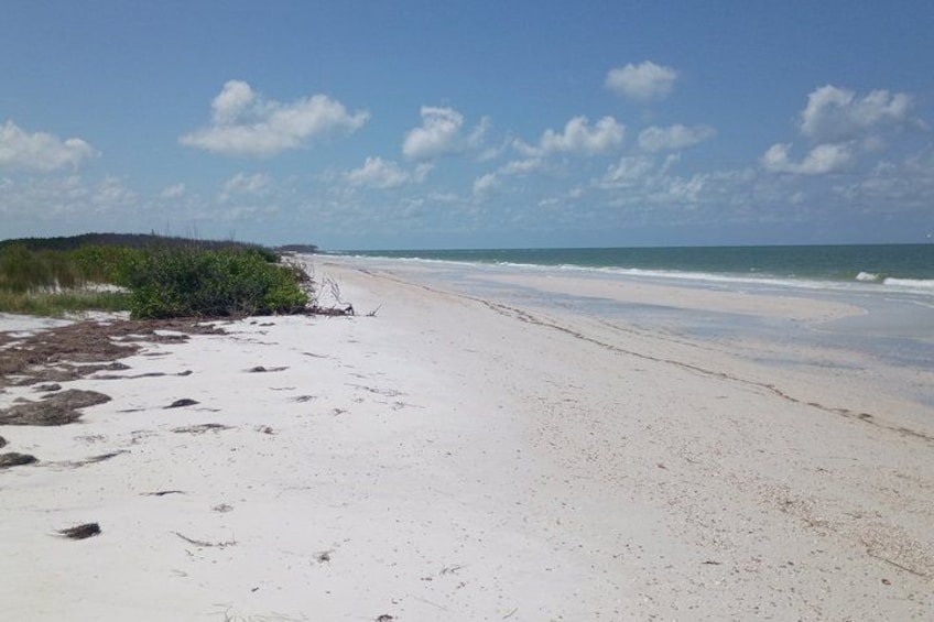 3-Hour Private Clearwater Beach Adventure – Dolphins & Sandbars 2