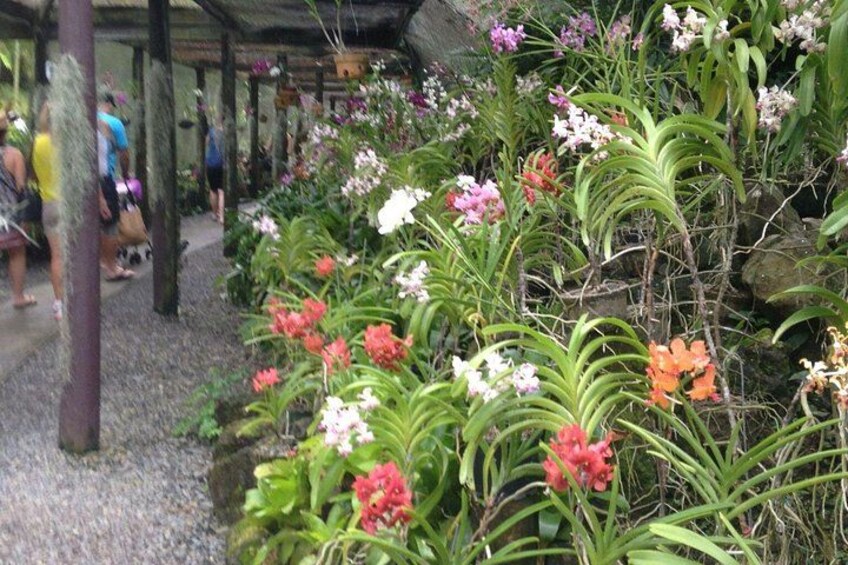 Een tuin met diverse orchideeën en groene begroeiing. 2
