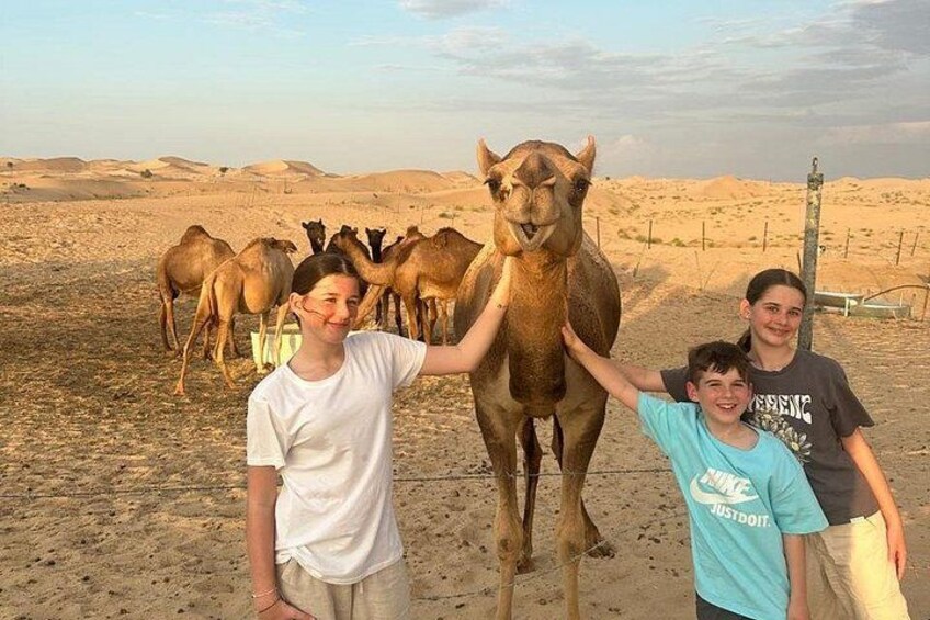 Desert Safari Camel Ride BBQ Dinner Sunset View Ras al Khaimah 5