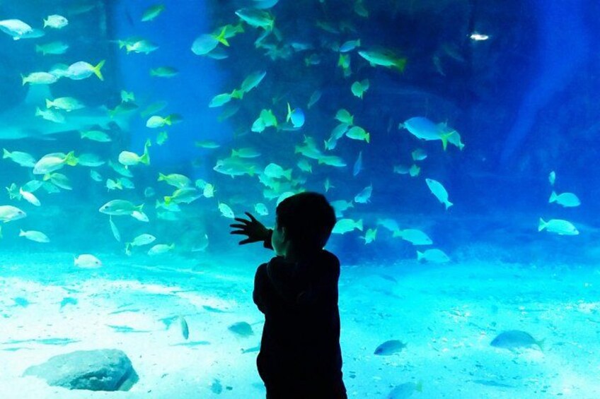 A child observing fish in an aquarium. 4