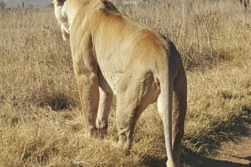 A lion standing in a grassy field. 3