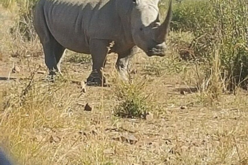 A rhinoceros in a dry grassland with sparse vegetation. 5
