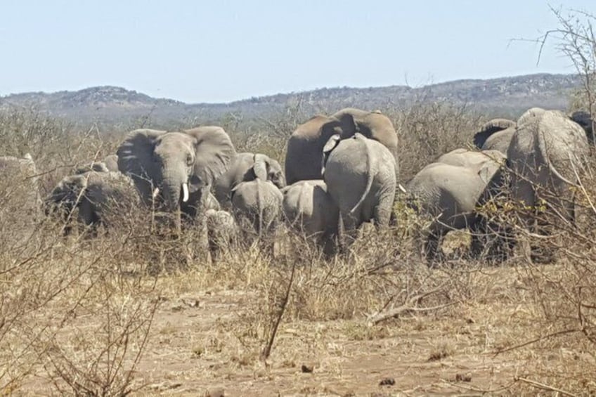 A herd of elephants in a dry, grassy landscape with sparse vegetation and hills in the background. 4